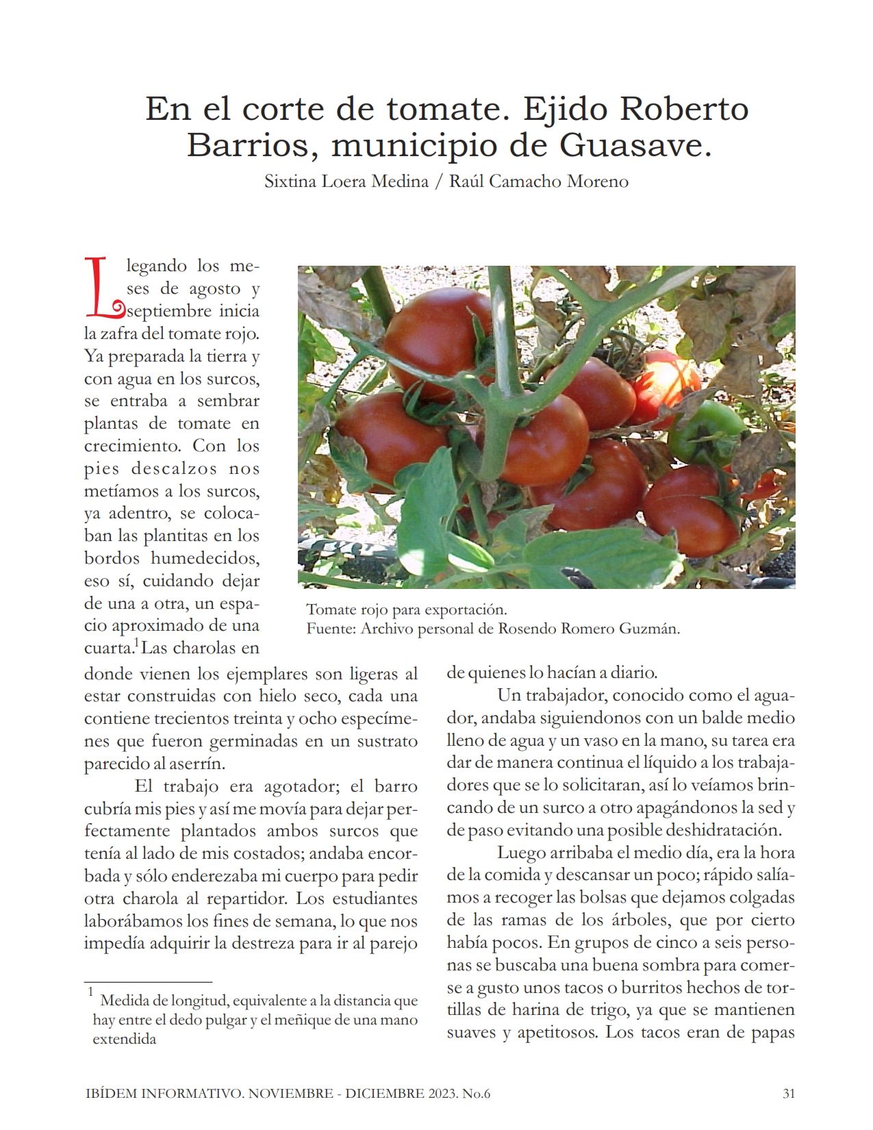En el corte de tomate. Ejido Roberto Barrios, municipio de Guasave.